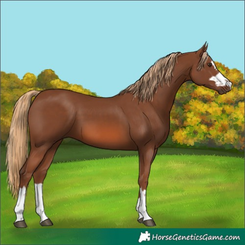 Horse Color:Chestnut 
