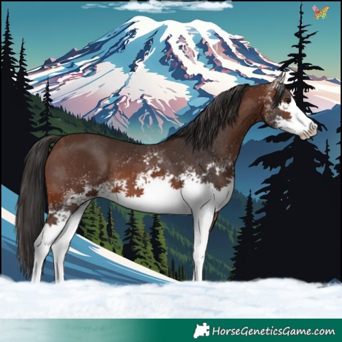 Horse Color:White Spotted Brown 