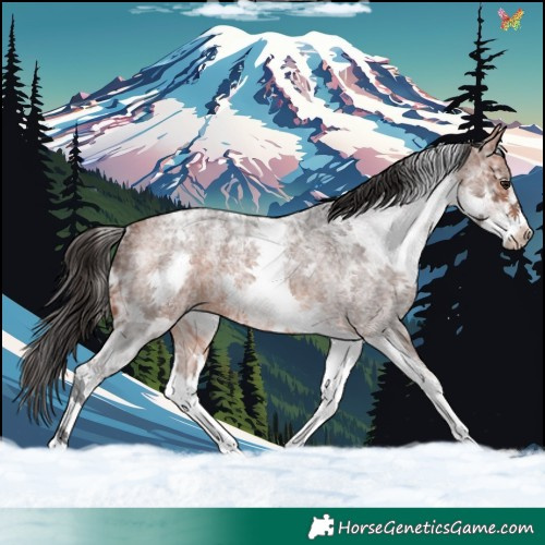 Horse Color:White Spotted Bay Ice Roan 