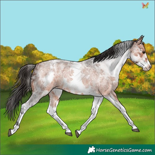 Horse Color:White Spotted Bay Ice Roan 