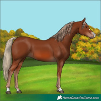 Horse Color:Chestnut 