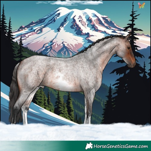 Horse Color:White Spotted Brown Roan 