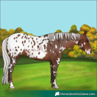 Horse Color:White Spotted Silver Brown Appaloosa 