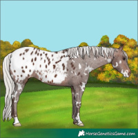Horse Color:White Spotted Silver Brown Appaloosa 