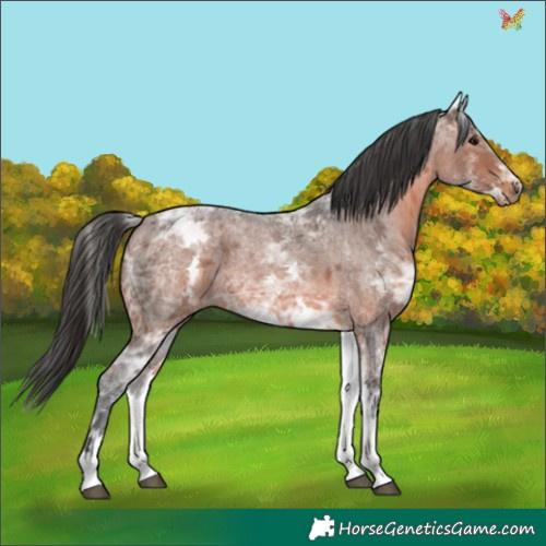 Horse Color:White Spotted Brown Ice Roan 