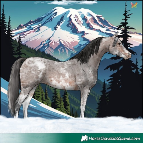 Horse Color:White Spotted Brown Ice Roan 