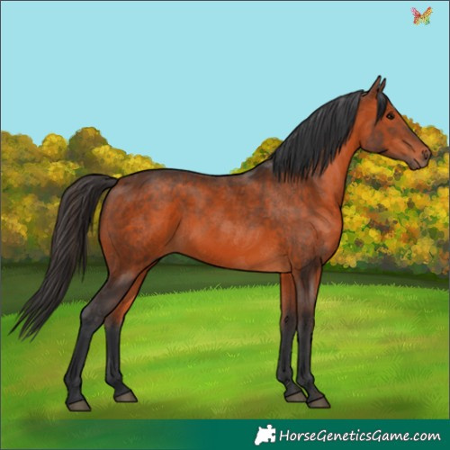 Horse Color:Bay 
