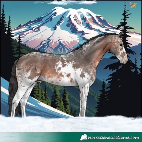 Horse Color:White Spotted Brown Ice 