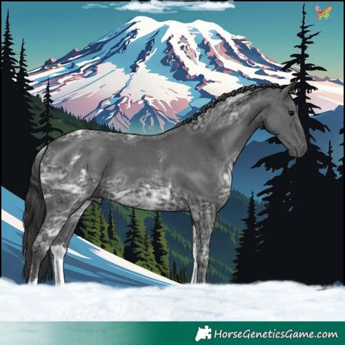 Horse Color:White Spotted Black Ice 