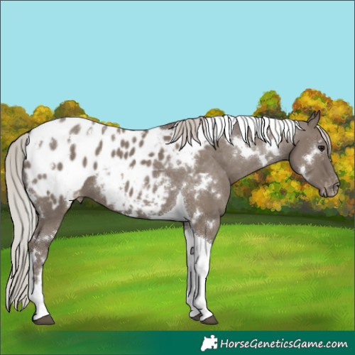 Horse Color:White Spotted Silver Grullo Tobiano Appaloosa 