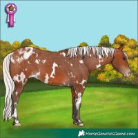 Horse Color:White Spotted Silver Bay Appaloosa 