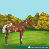 Horse Color:White Spotted Silver Bay Appaloosa 