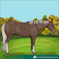 Horse Color:Silver Black Tobiano Appaloosa 