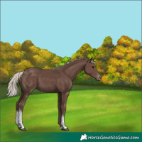 Horse Color:Silver Black Tobiano Appaloosa 