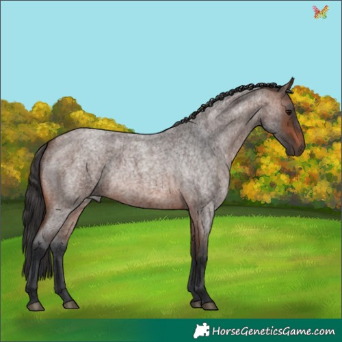 Horse Color:Brown Roan 