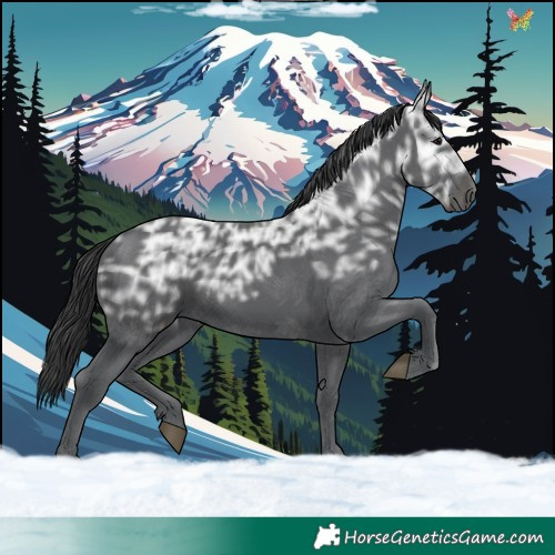 Horse Color:Black Ice 