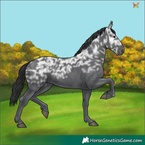 Horse Color:Black Ice 