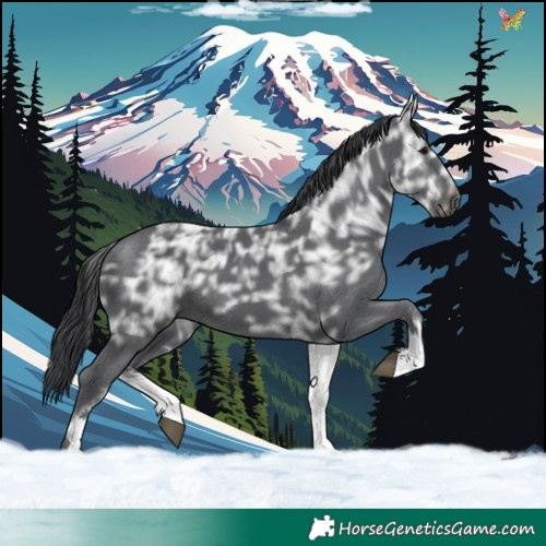 Horse Color:White Spotted Black Ice 