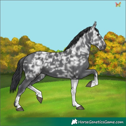 Horse Color:White Spotted Black Ice 