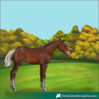Horse Color:Silver Brown Tobiano Appaloosa 