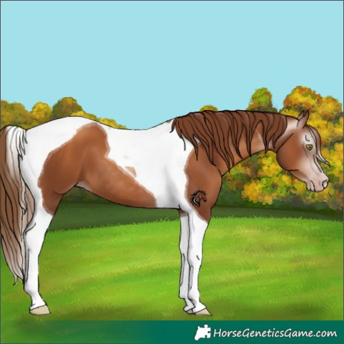 Horse Color:Gray Gold Champagne Tobiano 