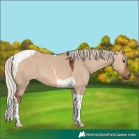 Horse Color:Silver Brown Dun Tobiano