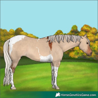 Horse Color:Silver Brown Dun Tobiano 