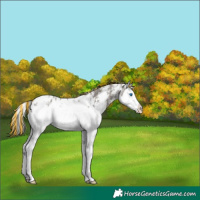 Horse Color:Painted Grullo Sabino Splash Blanket 