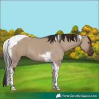 Horse Color:Liver Red Dun Tobiano 