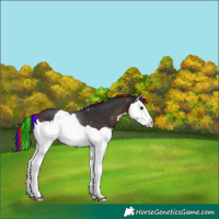 Horse Color:Painted Brown Splash Appaloosa 