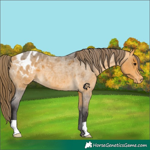 Horse Color:Buckskin Roan Appaloosa