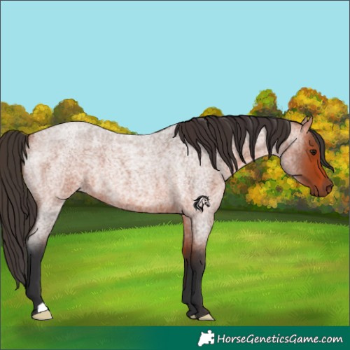 Horse Color:Bay Roan 