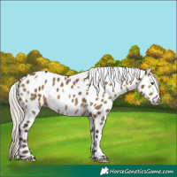 Horse Color:White Spotted Silver Buckskin Dun Appaloosa 