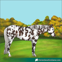 Horse Color:White Spotted Silver Brown Appaloosa 