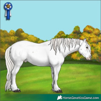 Horse Color:White Spotted Silver Black Tobiano Appaloosa