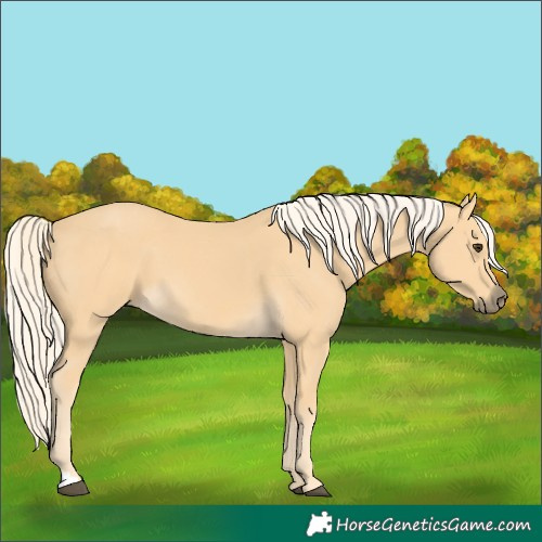 Horse Color:Palomino 