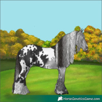Horse Color:White Spotted Liver Chestnut