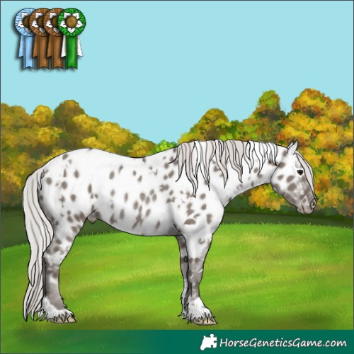 Horse Color:White Spotted Silver Grullo Mushroom Appaloosa Rabicano 