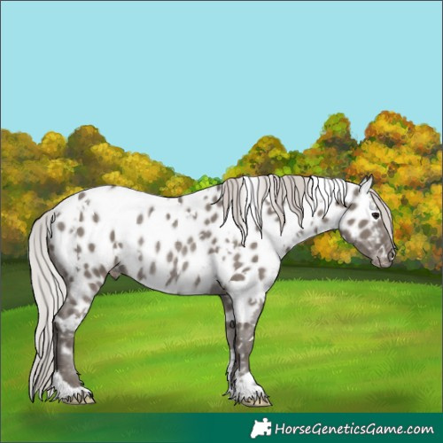 Horse Color:White Spotted Silver Grullo Mushroom Appaloosa Rabicano 