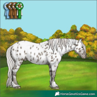 Horse Color:White Spotted Silver Grullo Mushroom Appaloosa Rabicano