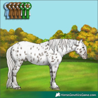 Horse Color:White Spotted Silver Grullo Mushroom Appaloosa Rabicano 