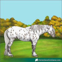 Horse Color:White Spotted Silver Grullo Mushroom Appaloosa Rabicano 