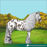 Horse Color:White Spotted Liver Red Dun Mushroom Appaloosa 