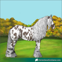 Horse Color:White Spotted Liver Red Dun Mushroom Appaloosa 
