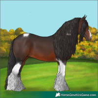 Horse Color:Brown Tobiano