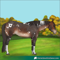 Horse Color:White Spotted Bay Tobiano Varnish 