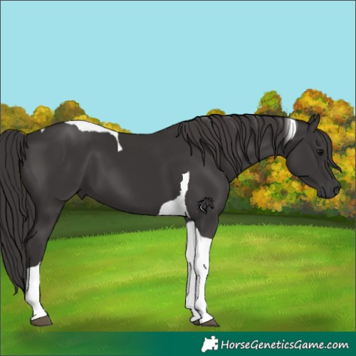 Horse Color:Smoky Black Tobiano 