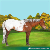 Horse Color:Silver Bay Appaloosa 