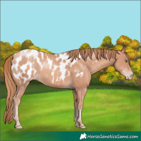 Horse Color:Gold Champagne Appaloosa 