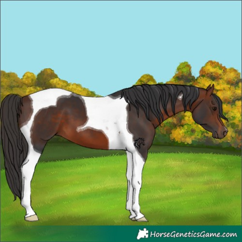 Horse Color:Bay Tobiano